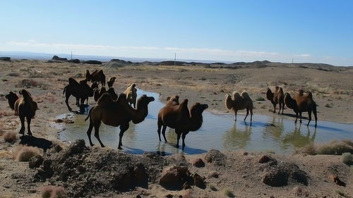 阿德莱德的骆驼多吗,澳大利亚是骆驼的天堂吗？