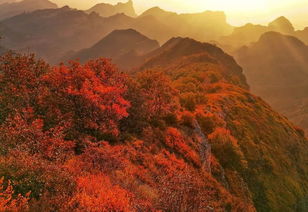 天津最近红叶多吗,天津周边看红叶最好的地方有哪些？