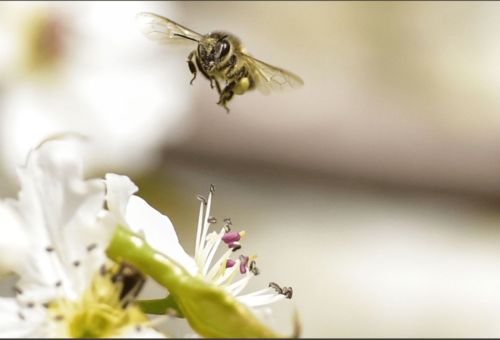 多效唑对蜜蜂有伤害吗,多效唑生长素的特性是什么？