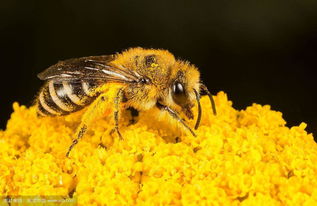 多效唑对蜜蜂有伤害吗,多效唑生长素的特性是什么？