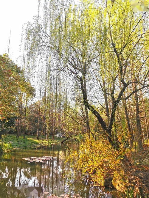 滨江森林公园梅花多吗,上海看花的地方有哪些比较推荐？
