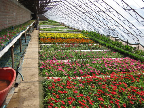 武汉温室花卉种类多吗,温室花卉植物有哪些