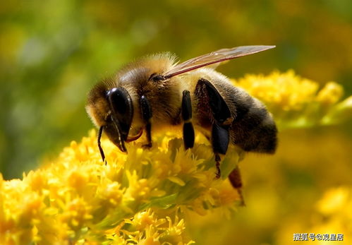 蜜蜂黑蜂多可以抽蜜吗,饲养的蜜蜂中黑蜂过多怎么办