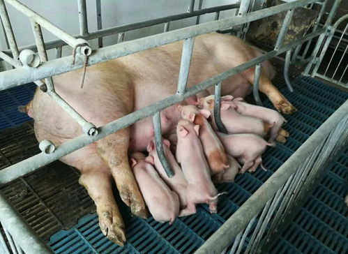 产后母猪喂红糖奶多吗,母猪红糖催乳法是什么？