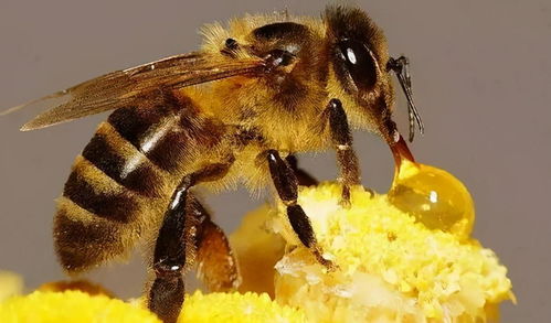蜜蜂黑蜂多可以抽蜜吗,饲养的蜜蜂中黑蜂过多怎么办